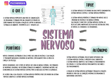 mapa mental sistema nervoso - sistema erp